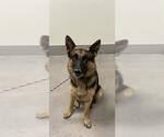 Small German Shepherd Dog