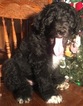 Small Photo #18 Aussiedoodle Puppy For Sale in ARBA, IN, USA