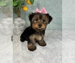 Small Photo #7 Yorkshire Terrier Puppy For Sale in FRANKLIN, IN, USA