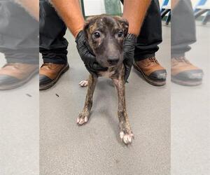 Black Mouth Cur-Labrador Retriever Mix Dogs for adoption in Corpus Christi, TX, USA