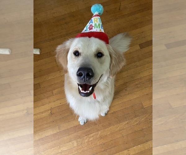 Medium Photo #1 Golden Retriever Puppy For Sale in PORTAGE, WI, USA