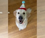 Small Photo #1 Golden Retriever Puppy For Sale in PORTAGE, WI, USA