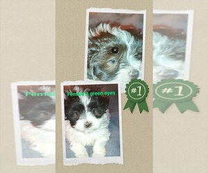 Mal-Shi Puppy for sale in WOBURN, MA, USA