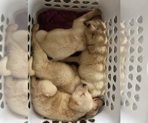 Medium Photo #4 Labrador Retriever Puppy For Sale in LA PUENTE, CA, USA