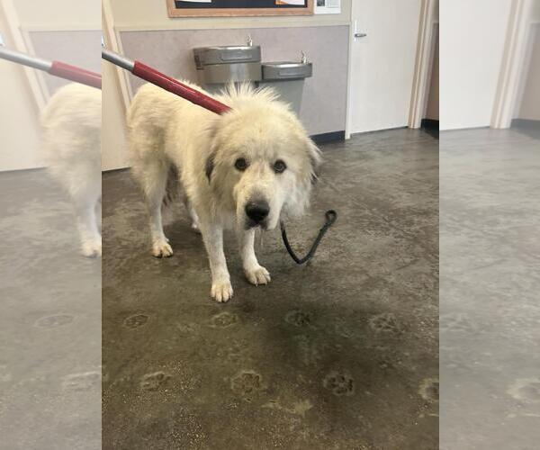 Medium Photo #4 Great Pyrenees-Unknown Mix Puppy For Sale in Rockwall, TX, USA