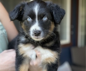 Australian Shepherd Puppy for Sale in SOUTH LAKE TAHOE, California USA