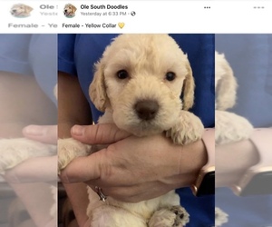 Goldendoodle Puppy for sale in TAYLOR, MS, USA