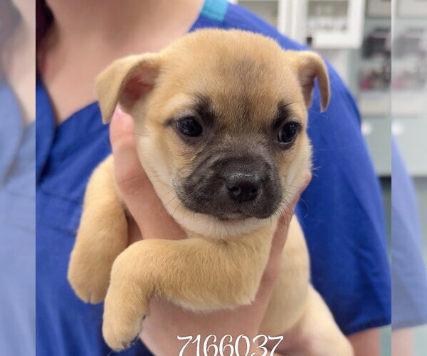 Medium Photo #1 Chihuahua Puppy For Sale in Chico, CA, USA