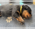 Puppy Yellow Collar Rottweiler