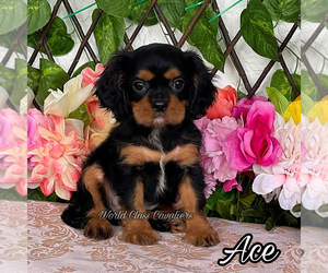 Cavalier King Charles Spaniel Puppy for sale in MIAMI, FL, USA