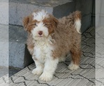 Small Photo #4 Bernedoodle (Miniature) Puppy For Sale in EPHRATA, PA, USA