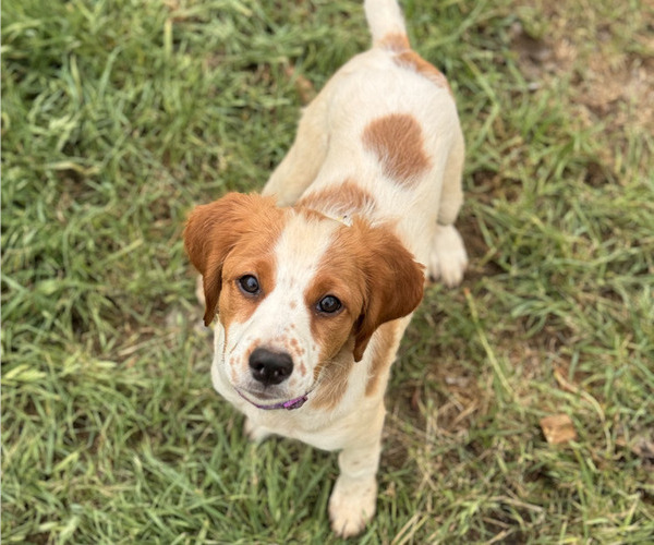 Medium Photo #1 Brittany Puppy For Sale in CEDAR PARK, TX, USA