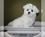Small #4 Maltese