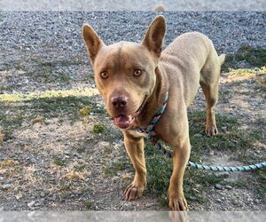 French Bulldog-Staffordshire Bull Terrier Mix Dogs for adoption in Santa Cruz, CA, USA