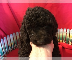 Poodle (Miniature) Puppy for sale in AVA, MO, USA