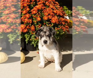 Cocker-Pei Puppy for sale in MILLERSBURG, IN, USA
