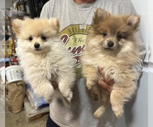 Pomeranian Puppy for sale in LA MESA, CA, USA
