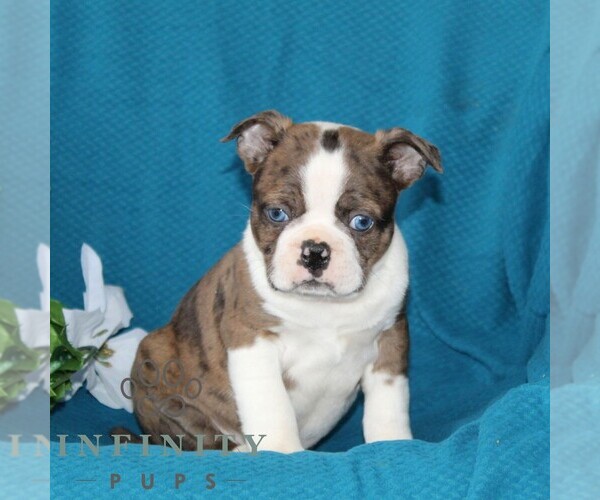 Medium Photo #1 Boston Terrier Puppy For Sale in QUARRYVILLE, PA, USA