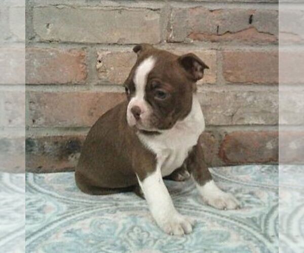 Medium Photo #3 Boston Terrier Puppy For Sale in HOT SPRINGS, SD, USA
