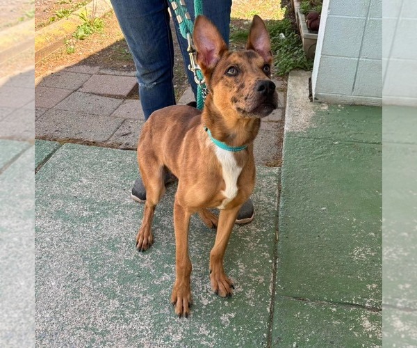 Medium Photo #2 Mutt Puppy For Sale in Rustburg, VA, USA