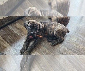 Medium Cane Corso