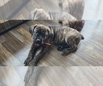 Puppy 4 Cane Corso
