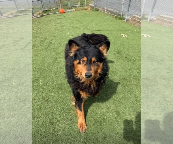 Medium Photo #2 Australian Shepherd-German Shepherd Dog Mix Puppy For Sale in Albemarle, NC, USA