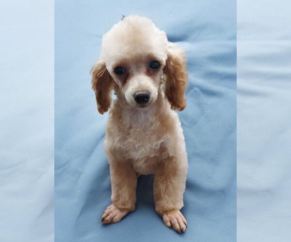 Medium Photo #2 Poodle (Miniature) Puppy For Sale in Lincolnwood, IL, USA