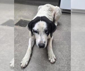 Pointer-Unknown Mix Dogs for adoption in HESPERIA, CA, USA