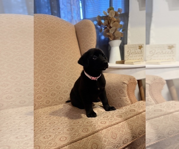 Medium Photo #4 Golden Shepherd Puppy For Sale in OCEANSIDE, CA, USA