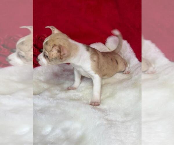 Medium Photo #2 Chihuahua Puppy For Sale in NAPLES, FL, USA