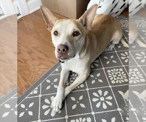 Gunnar - Male Mutt Dog for Adoption - Photo #3
