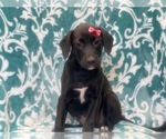 Small Photo #1 American Staffordshire Terrier Puppy For Sale in LAKELAND, FL, USA