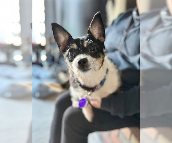 Medium Photo #3 Chihuahua-Unknown Mix Puppy For Sale in Pittsburg, CA, USA