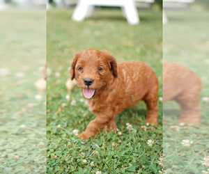 Goldendoodle Puppy for sale in WESTMINSTER, MD, USA