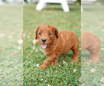 Small Photo #1 Goldendoodle Puppy For Sale in WESTMINSTER, MD, USA