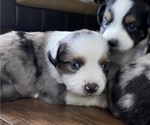 Small Photo #4 Miniature Australian Shepherd Puppy For Sale in BRANDON, MS, USA