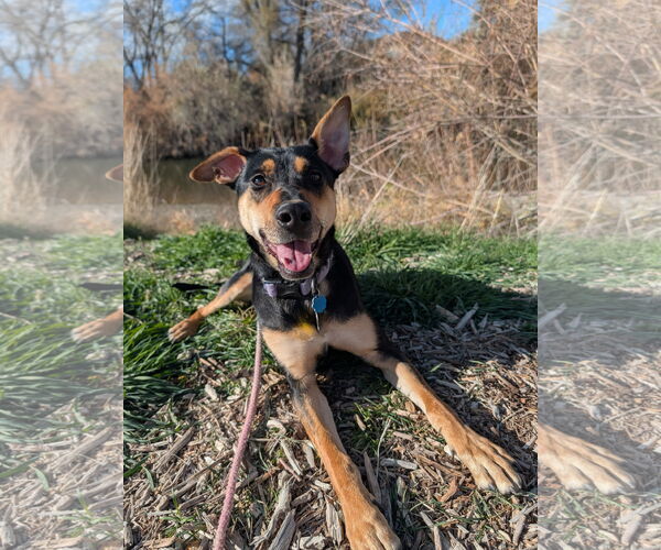 Medium Photo #11 Rottweiler-Unknown Mix Puppy For Sale in Sandy, UT, USA