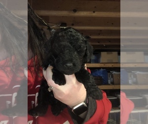 Poodle (Standard) Puppy for sale in BEVERLY, OH, USA