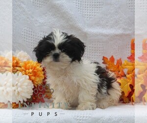 Shih Tzu Puppy for sale in RISING SUN, MD, USA