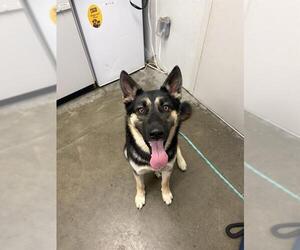 German Shepherd Dog Dogs for adoption in Rosenberg, TX, USA