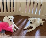 Small Photo #2 Labrador Retriever Puppy For Sale in KITTRELL, NC, USA