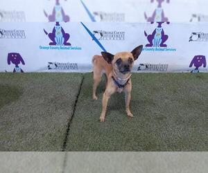Chihuahua Dogs for adoption in Orlando, FL, USA