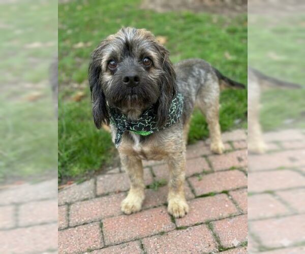 Medium Photo #5 Cocker Spaniel-Unknown Mix Puppy For Sale in Arlington, VA, USA