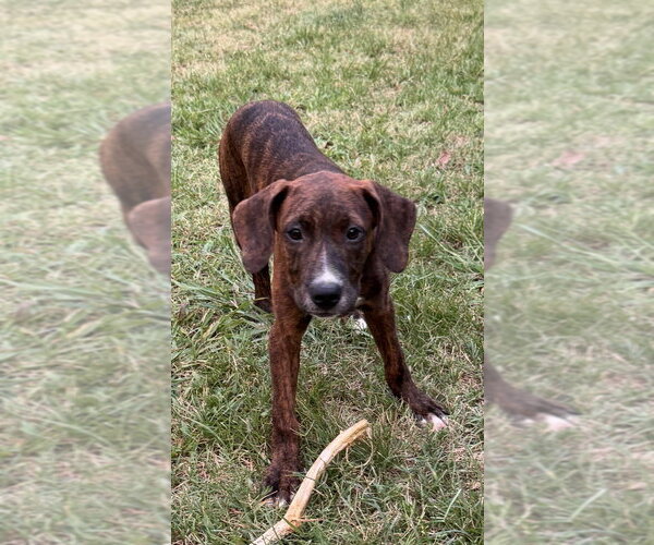 Medium Photo #2 Mountain Cur-Unknown Mix Puppy For Sale in Conway, AR, USA