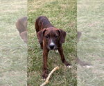 Small #1 Mountain Cur Mix