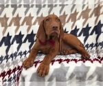 Small Photo #5 Vizsla Puppy For Sale in LANCASTER, PA, USA