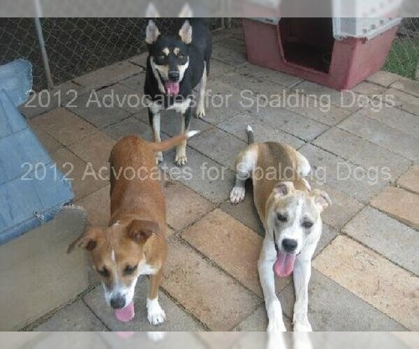 Medium Photo #17 Bulldog-Labrador Retriever Mix Puppy For Sale in Rockaway, NJ, USA