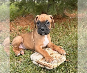 Boxer Puppy for sale in MIDDLEBURY, IN, USA