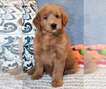 Small Photo #3 Goldendoodle (Miniature) Puppy For Sale in SYRACUSE, IN, USA